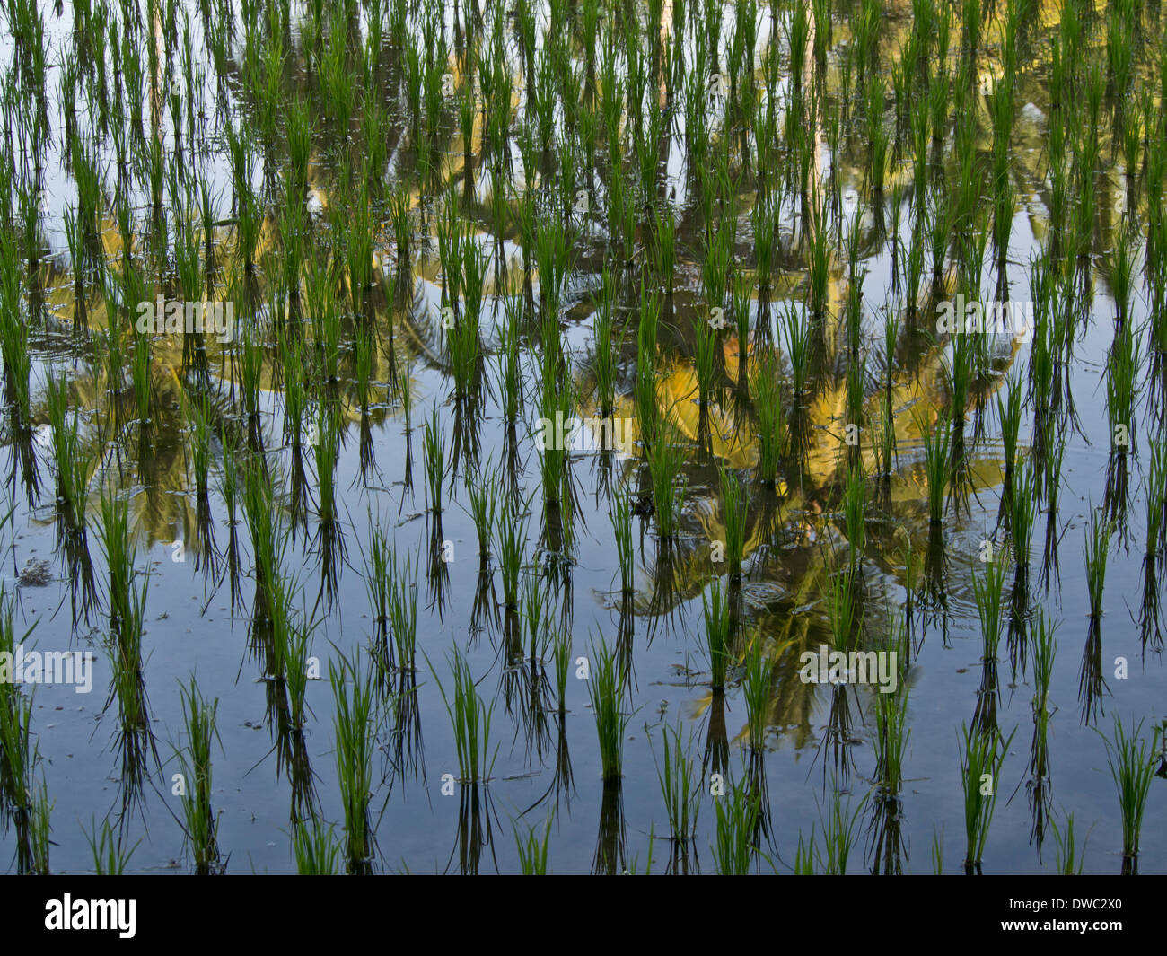 Dwc Rice Rice paddy fields in the highlands in Bali, Indonesia Stock Photo - Alamy