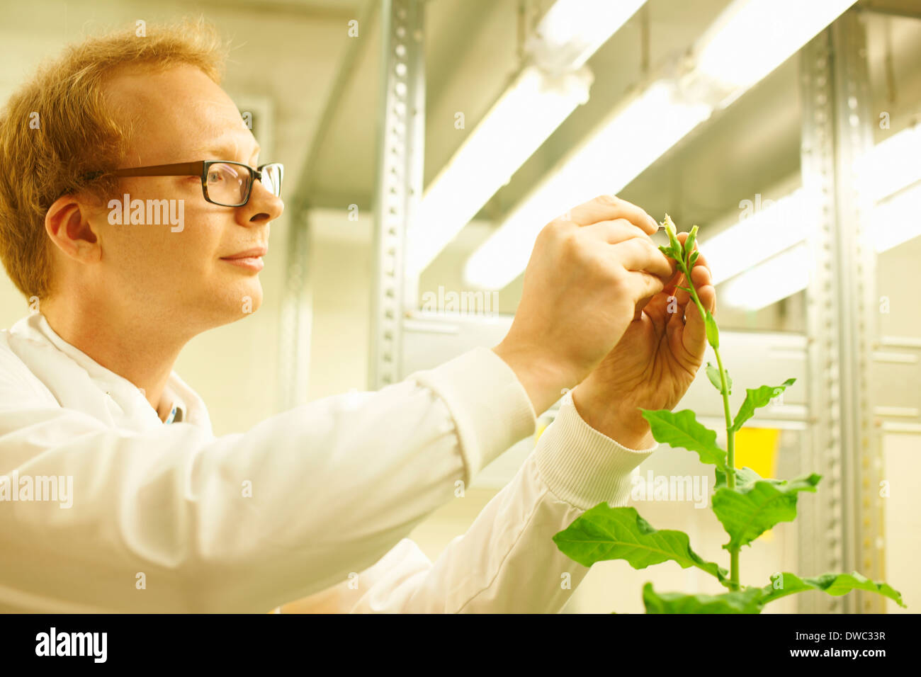 Male scientist picking sample from plant Stock Photo Alamy