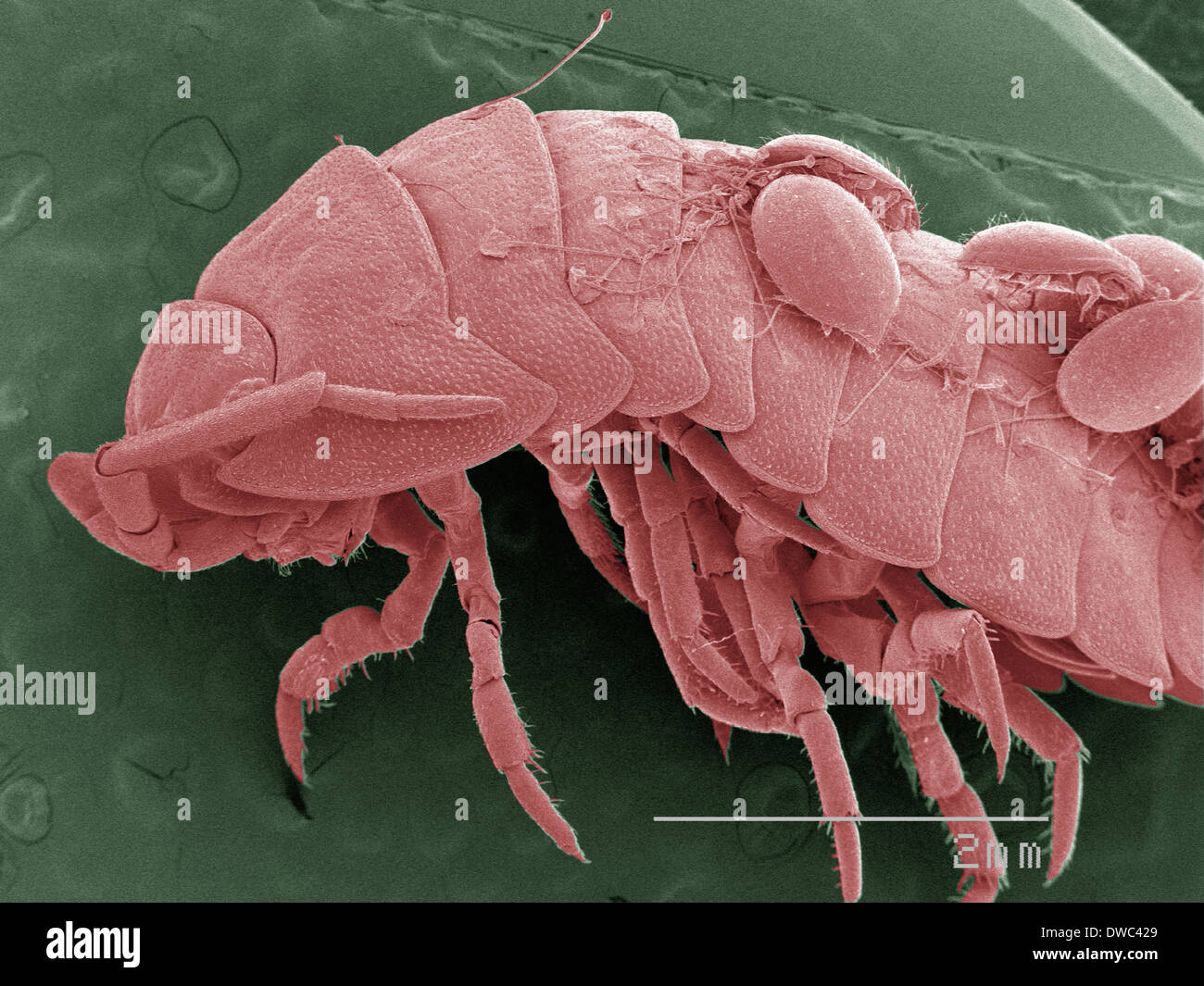 Mites hires stock photography and images Alamy