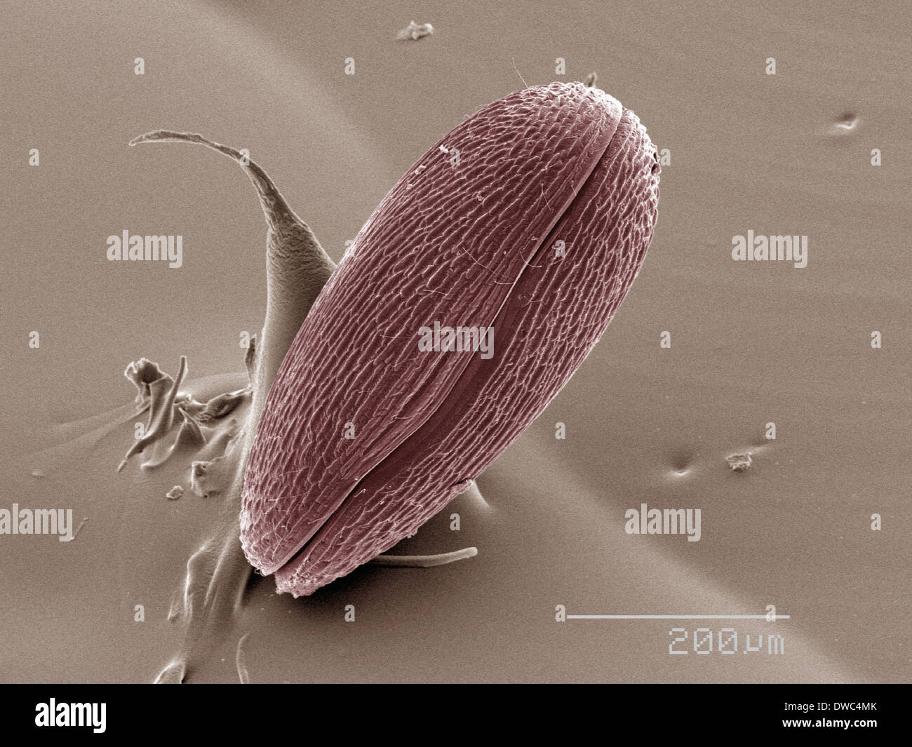 Coloured SEM of ostracod Stock Photo