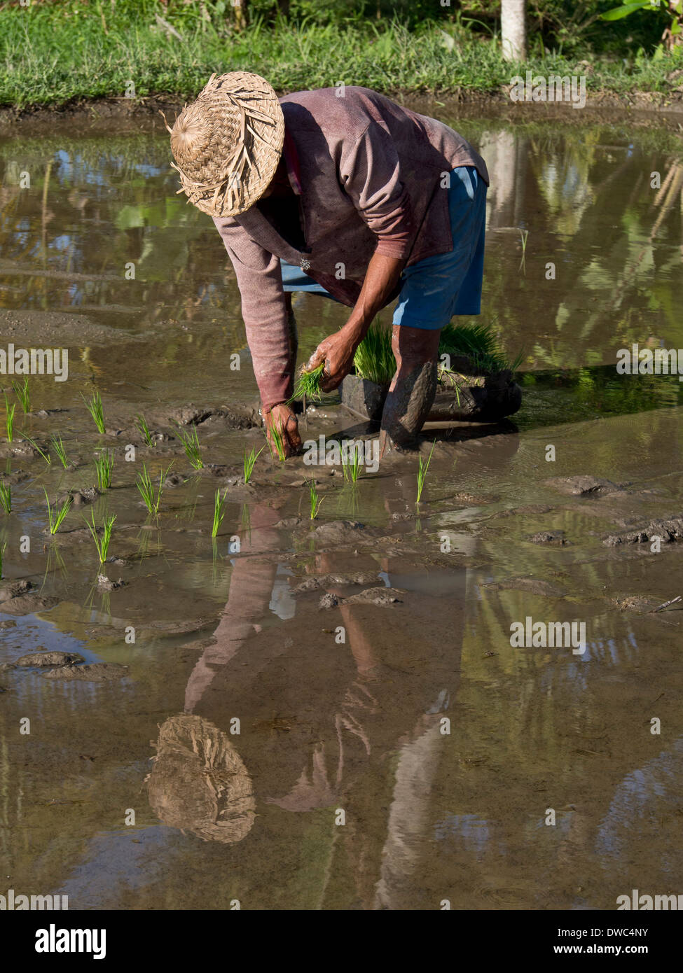 Dwc Rice Rice farmer planting new crop in the highlands in Bali, Indonesia Stock ...
