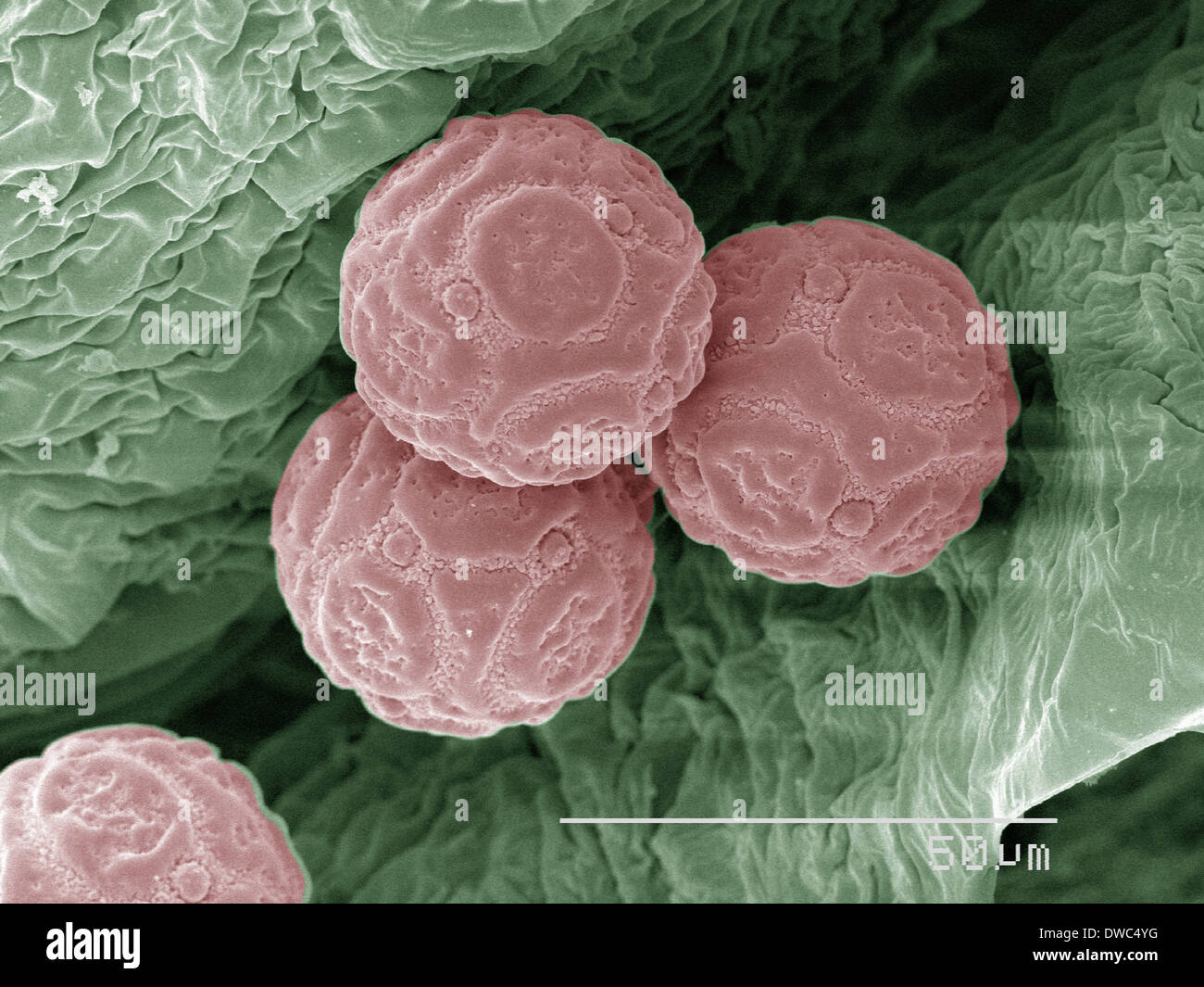 Coloured SEM of pollen of miniature holly Stock Photo