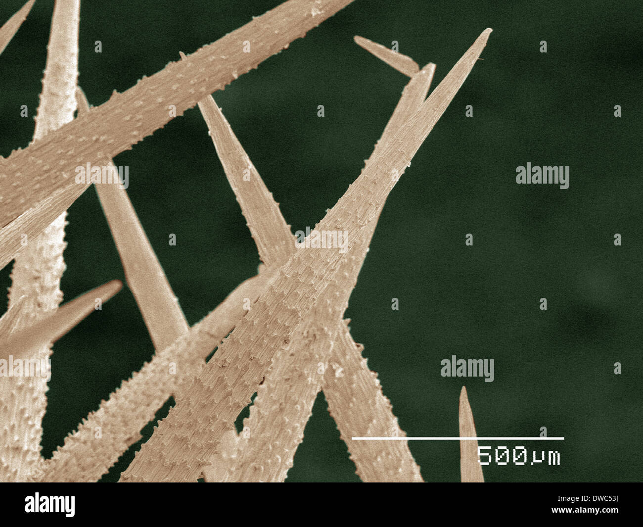 Coloured SEM of cactus spines Stock Photo