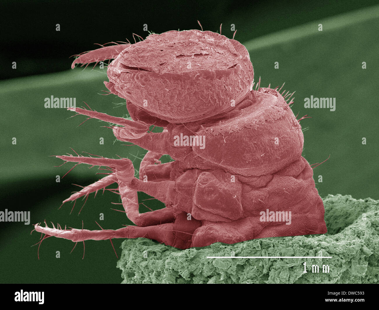 Coloured SEM of caddisfly larva in case Stock Photo