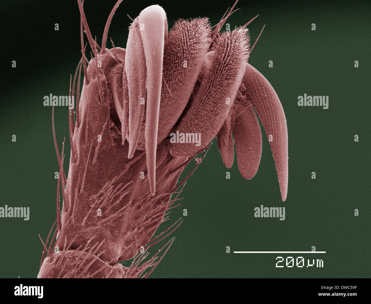 Coloured SEM of louse fly (Hippoboscidae) tarsus Stock Photo