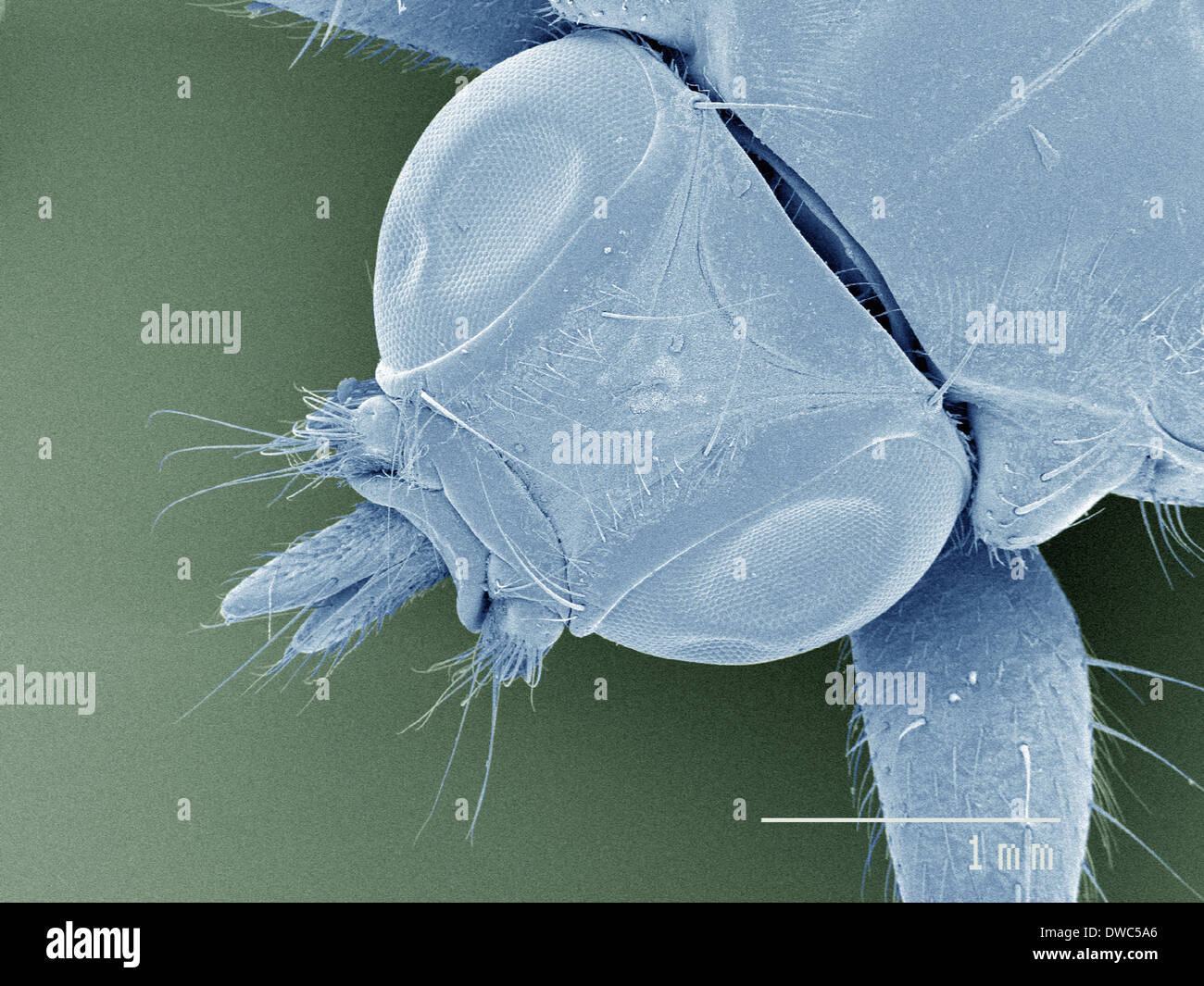 Coloured SEM of louse fly (Hippoboscidae), overhead view Stock Photo
