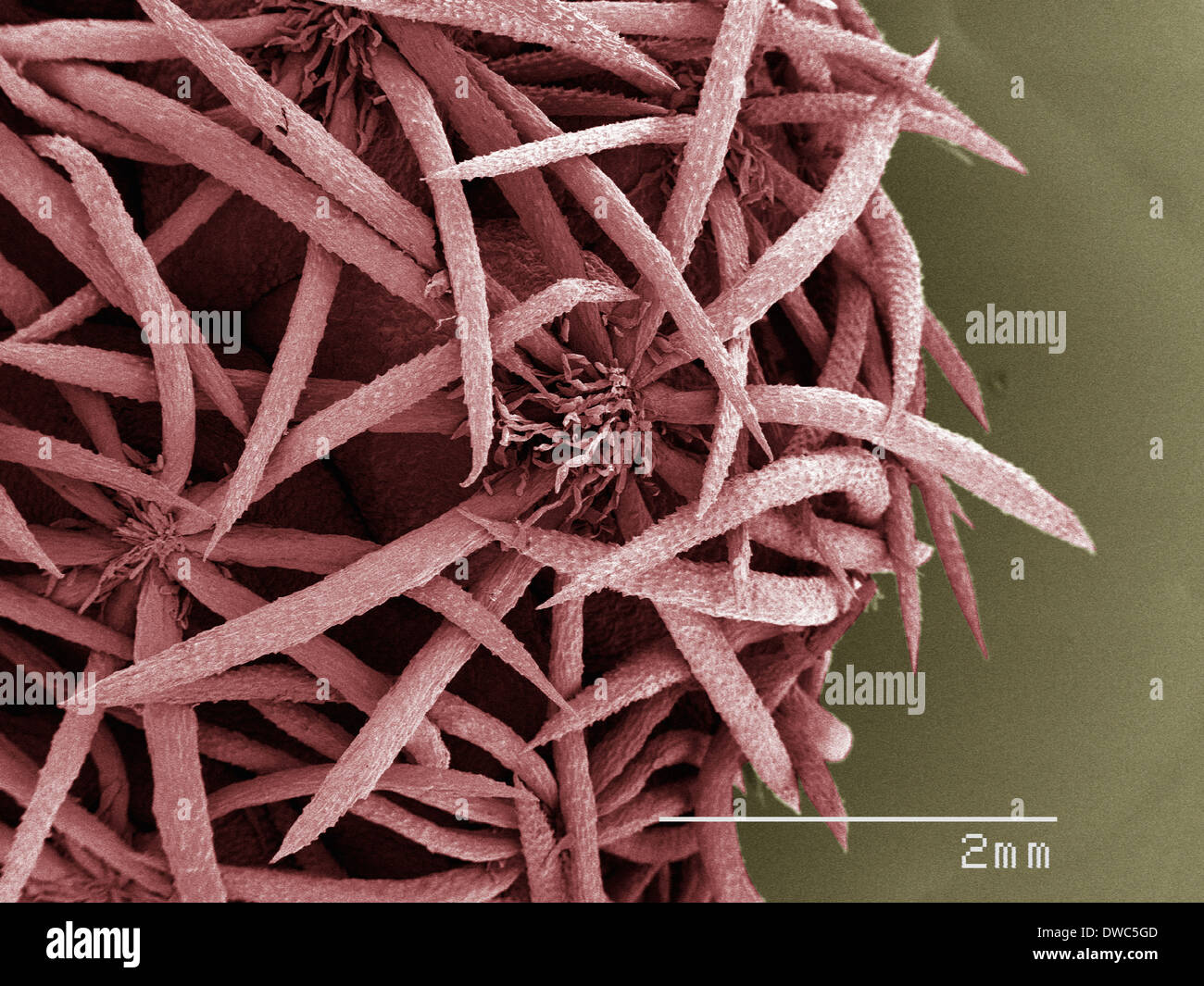 Coloured SEM of cactus spines Stock Photo