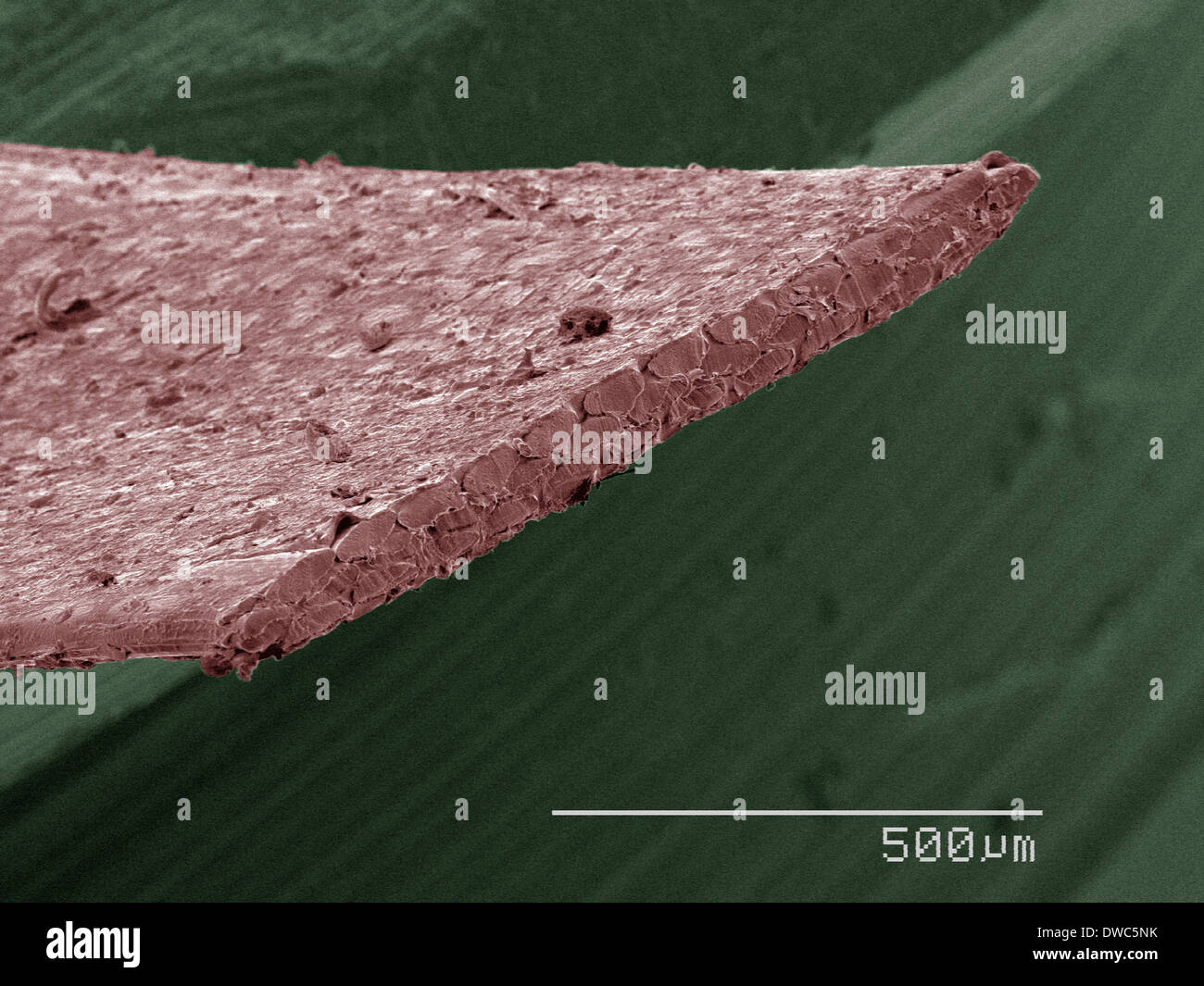Scanning electron microscope product hires stock photography and