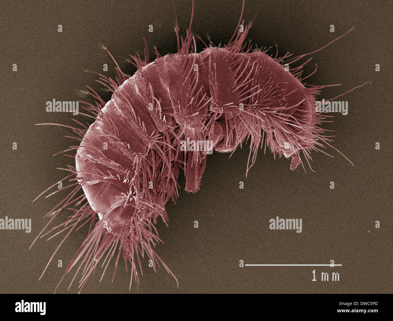 Coloured SEM of dermestid beetle larva Stock Photo Alamy