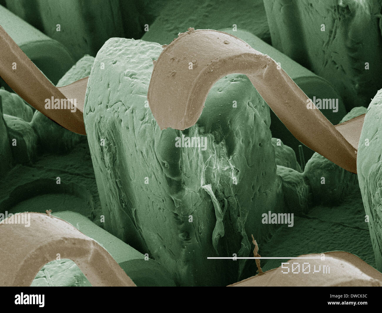 Coloured SEM of computer chip Stock Photo