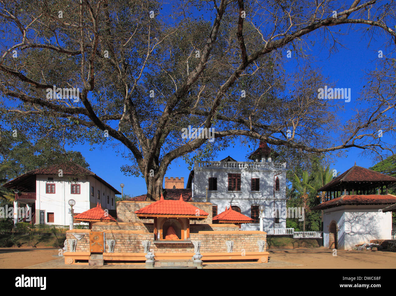 Sri Lanka; Kandy; Natha Devale Shrine, sacred tree, Stock Photo