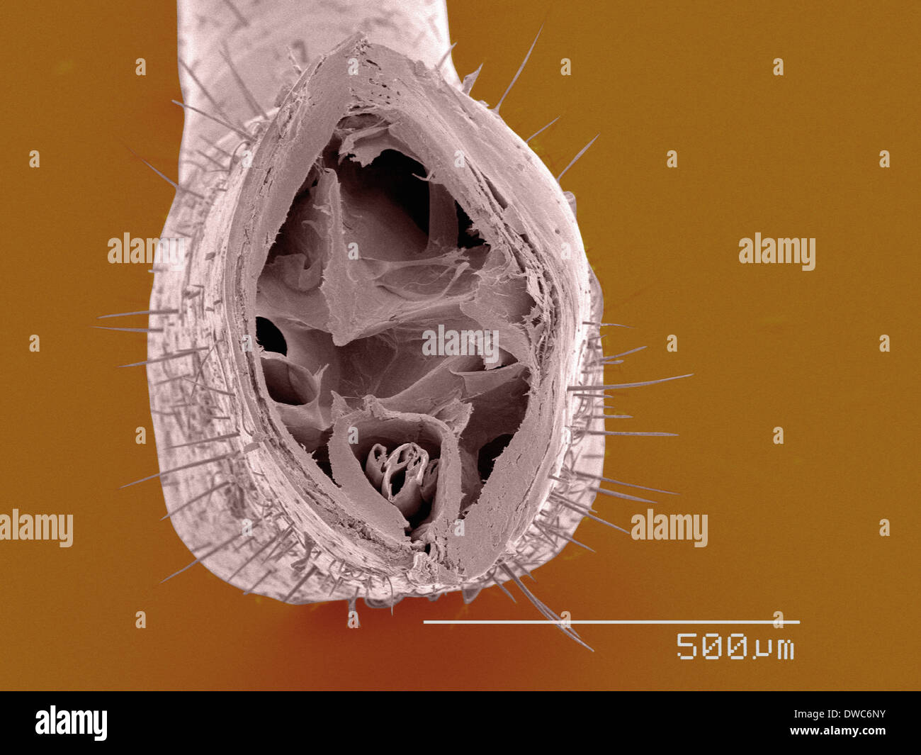 Coloured SEM of assassin bug mouthparts, cross section Stock Photo