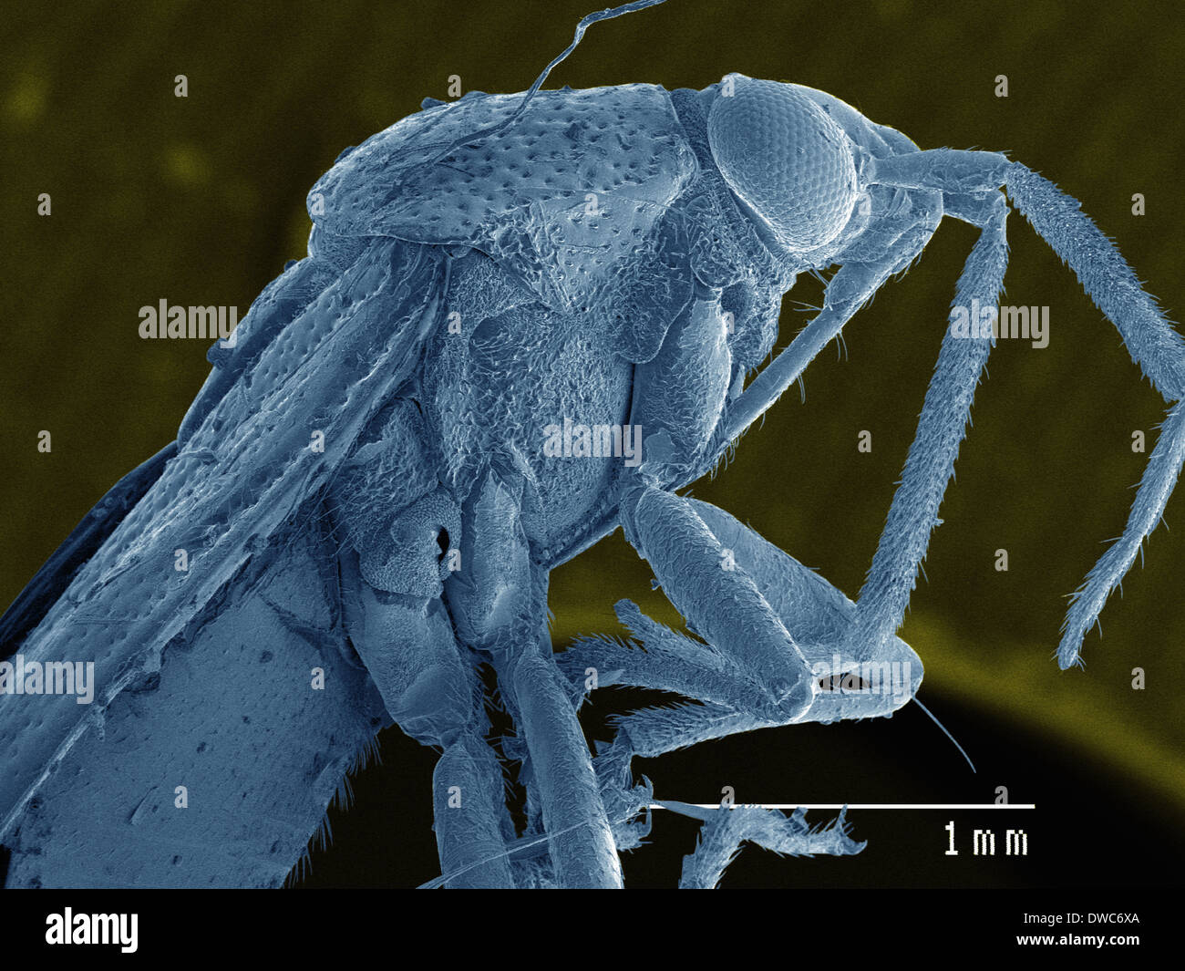 Coloured SEM of plant bug (Miridae) Stock Photo