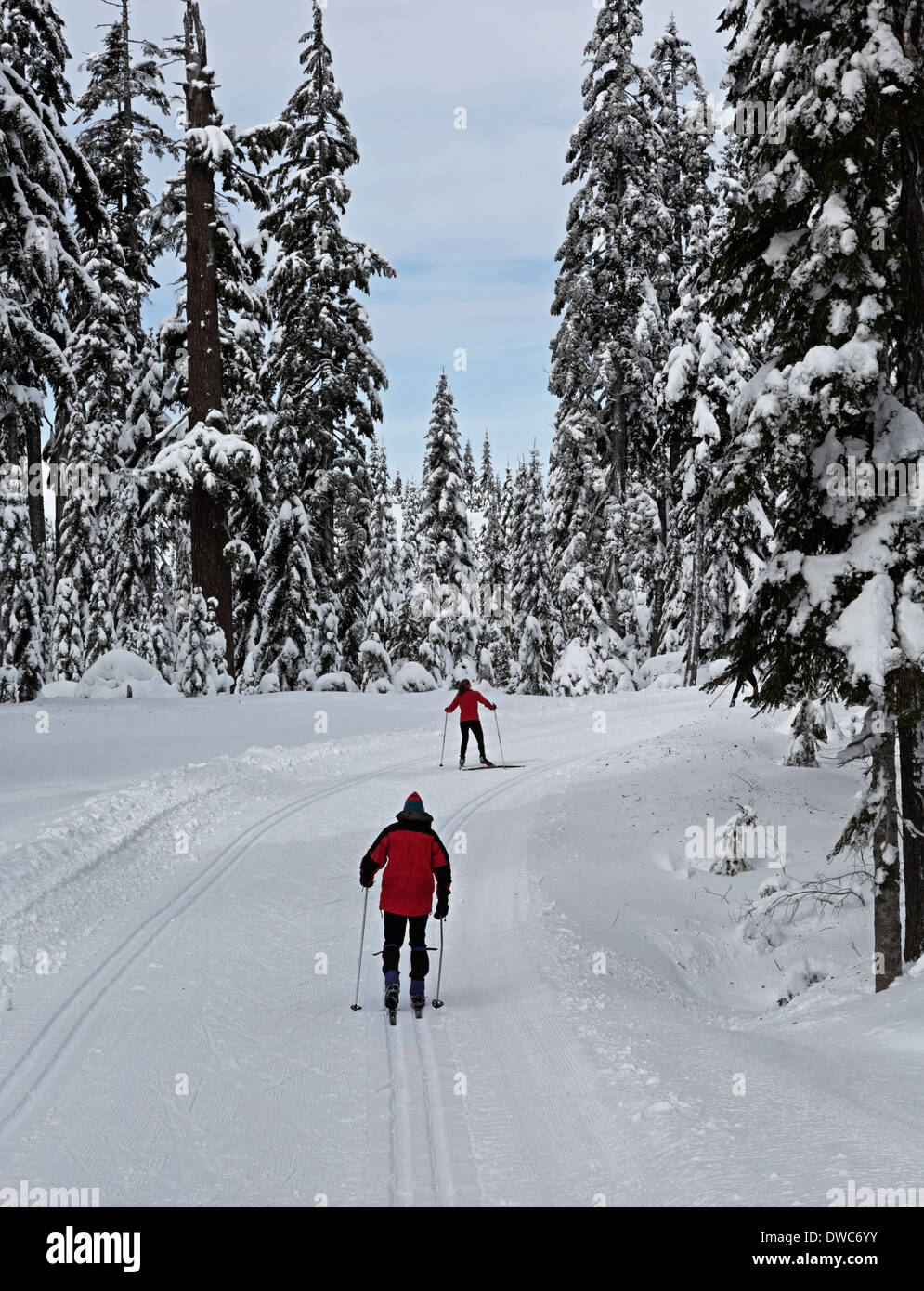 WASHINGTON - Skiers on the cross-country ski trails near Windy Pass in the Snoqualmie Pass Nordic Ski Area. Stock Photo