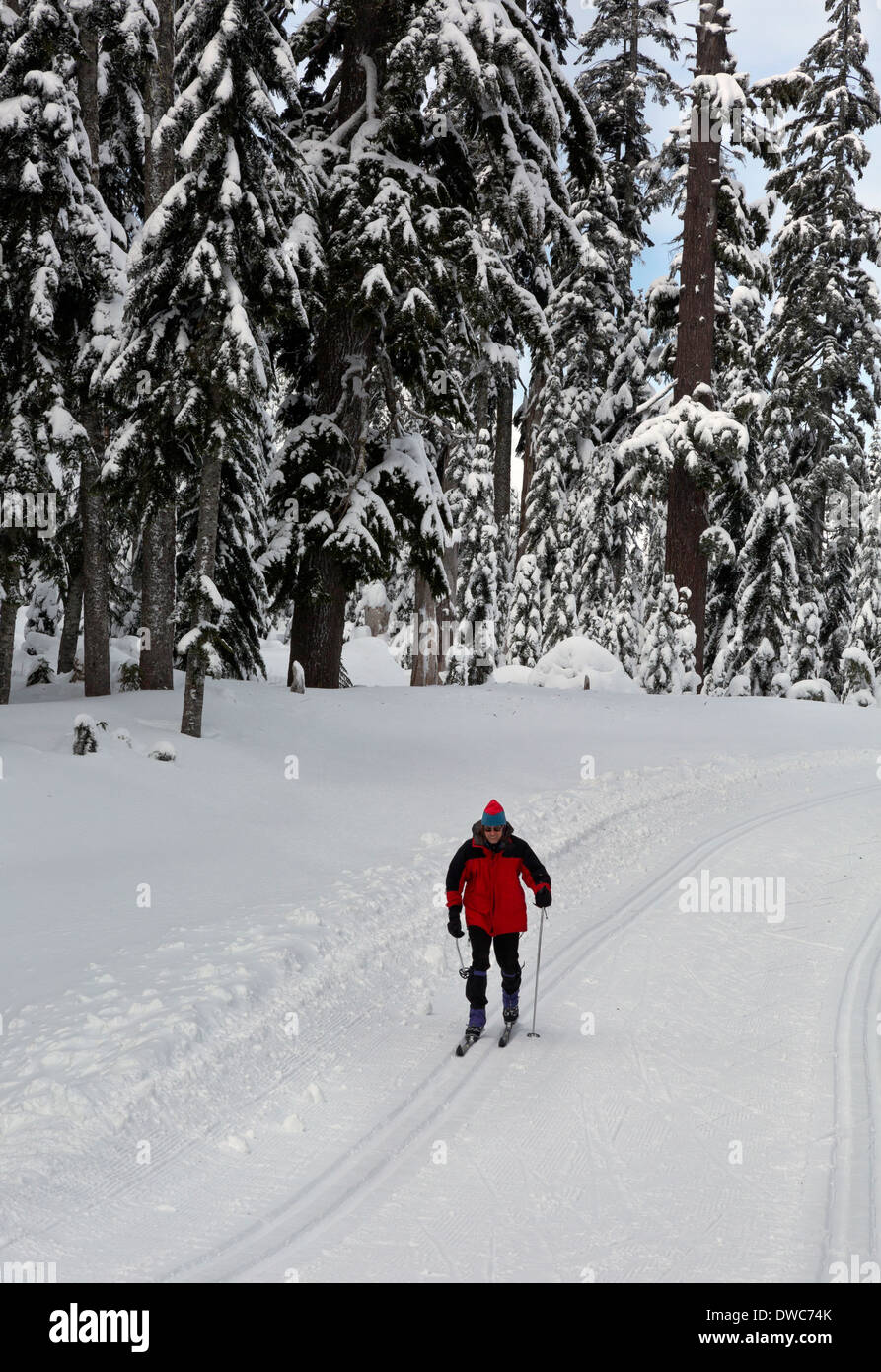 WASHINGTON - Skier on the cross-country ski trails near Windy Pass in the Snoqualmie Pass Nordic Ski Area. Stock Photo