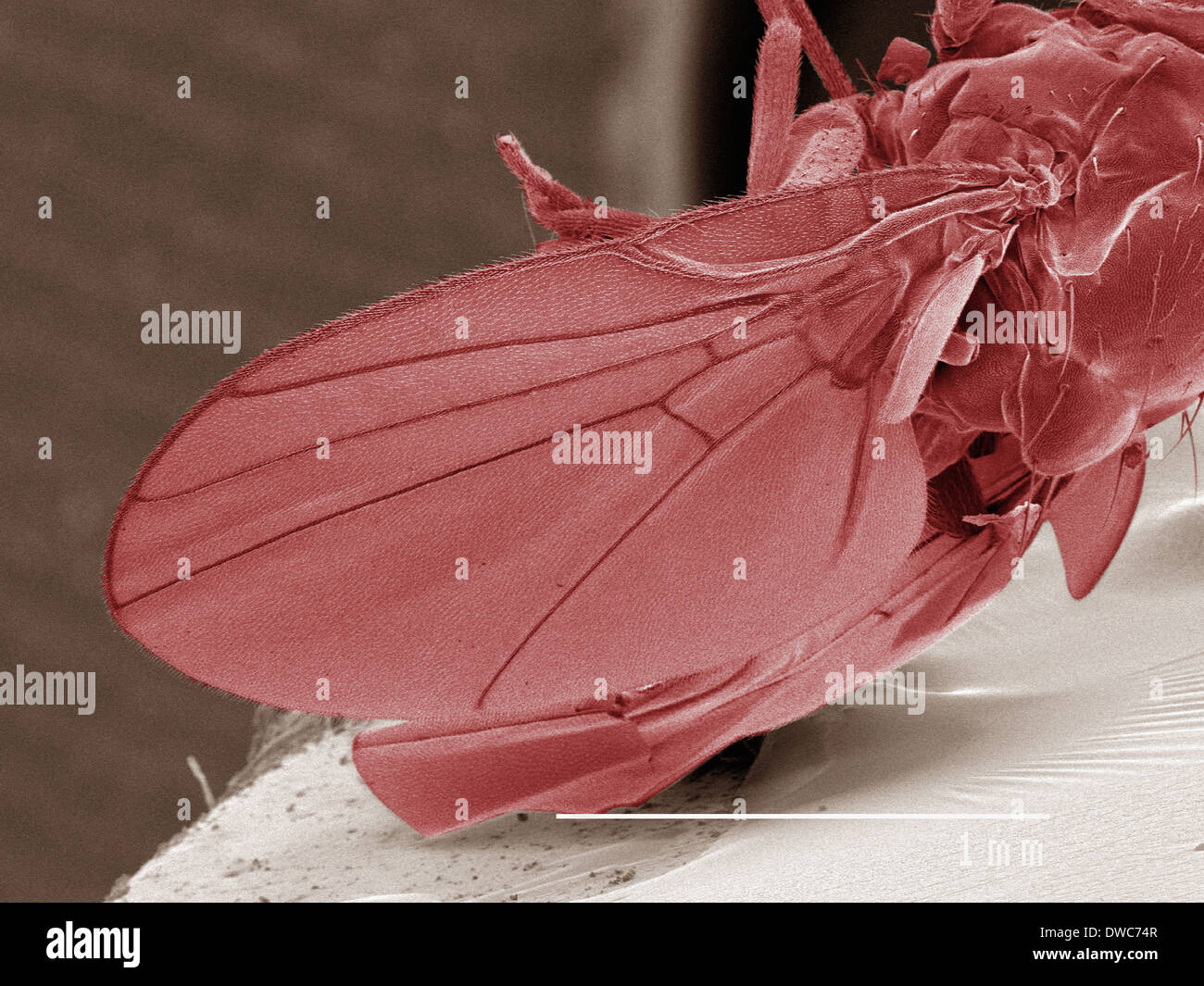Coloured SEM of leaf miner fly (Agromyzidae) Stock Photo