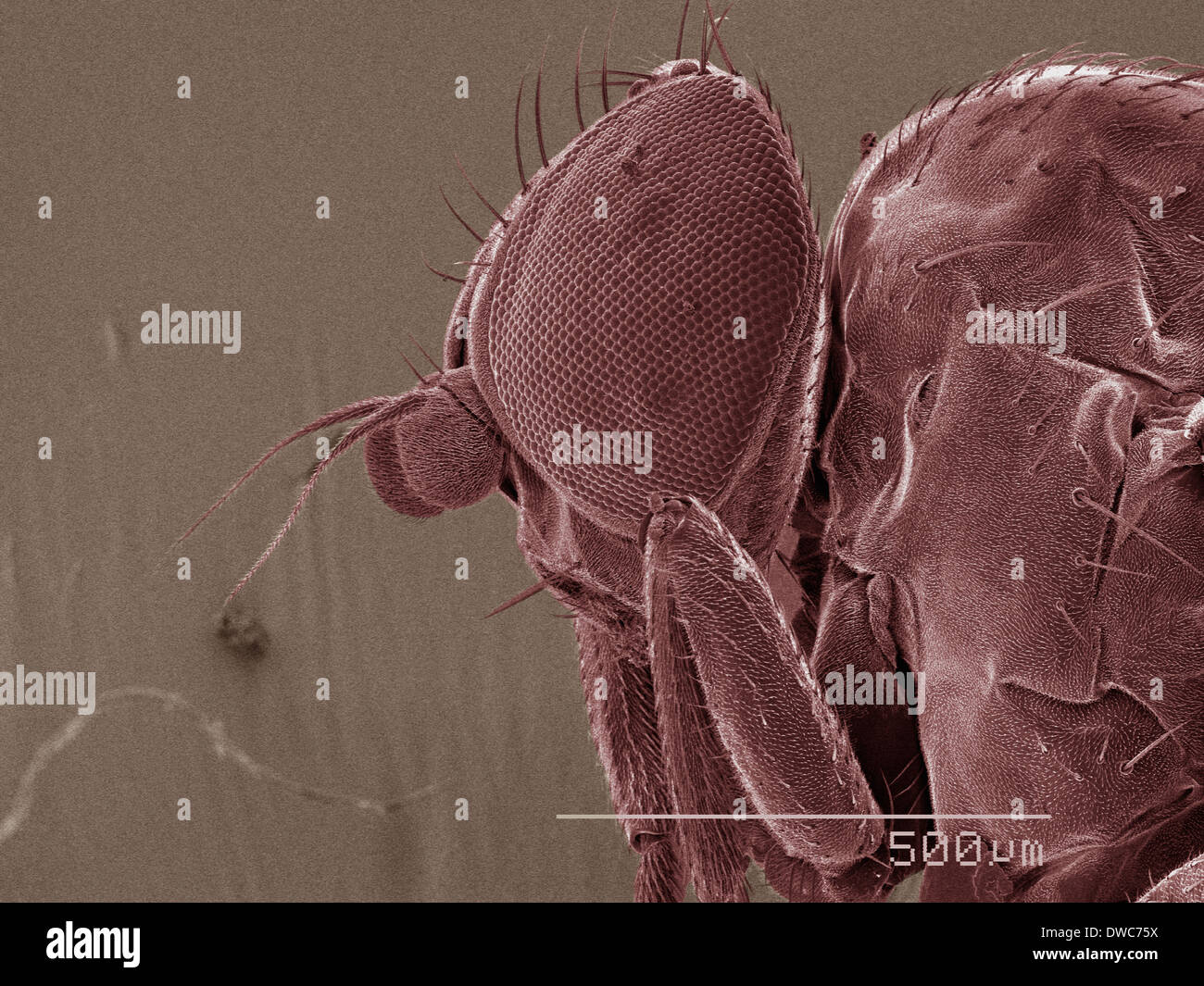 Coloured SEM of leaf miner fly (Agromyzidae) head Stock Photo
