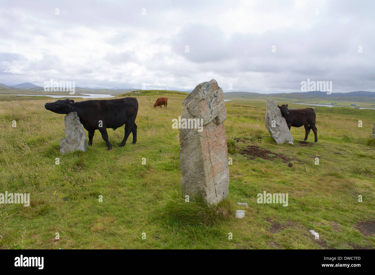 Cattle scratch themselves on the standing stones at Calanish 3. Stock Photo