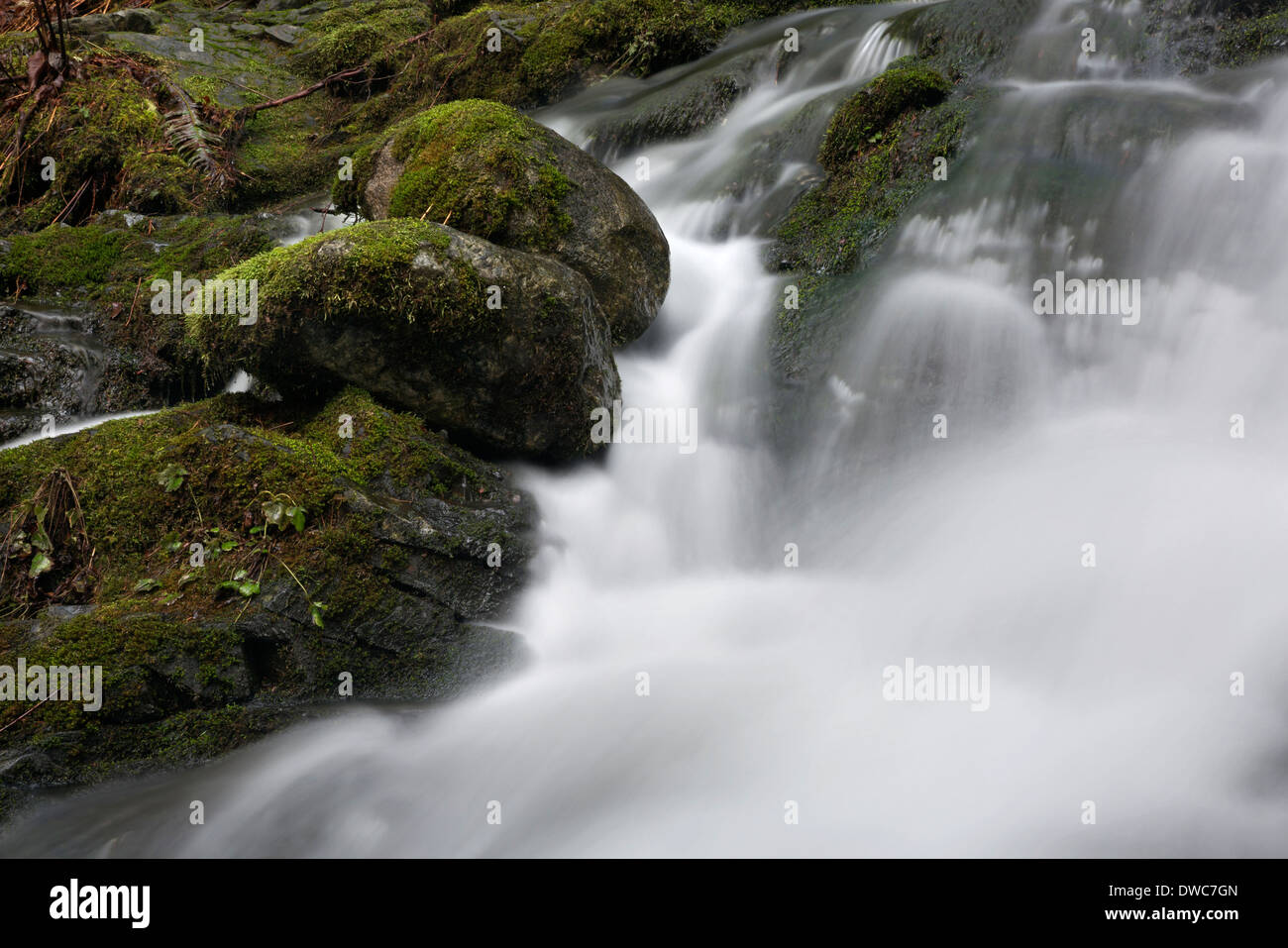 WASHINGTON - Moss covered rocks along the banks of Small Falls in Wallace Falls State Park near Gold Bar. Stock Photo