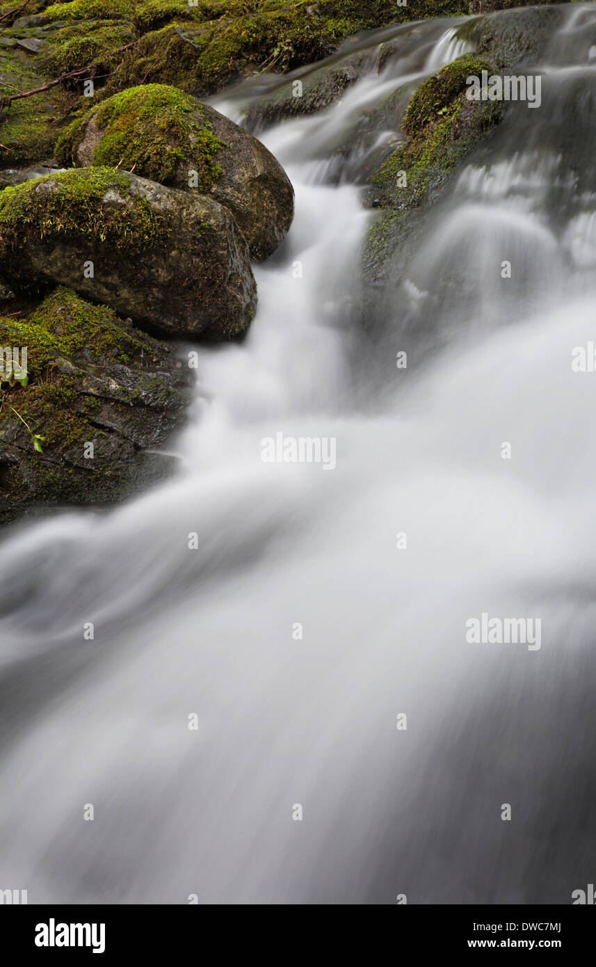 WASHINGTON - Moss covered rocks along the banks of Small Falls in Wallace Falls State Park near Gold Bar. Stock Photo