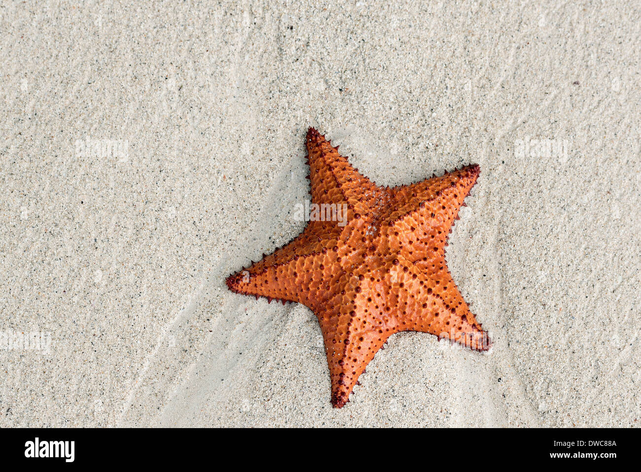Cushion sea star on beach, Negril, Jamaica Stock Photo Alamy