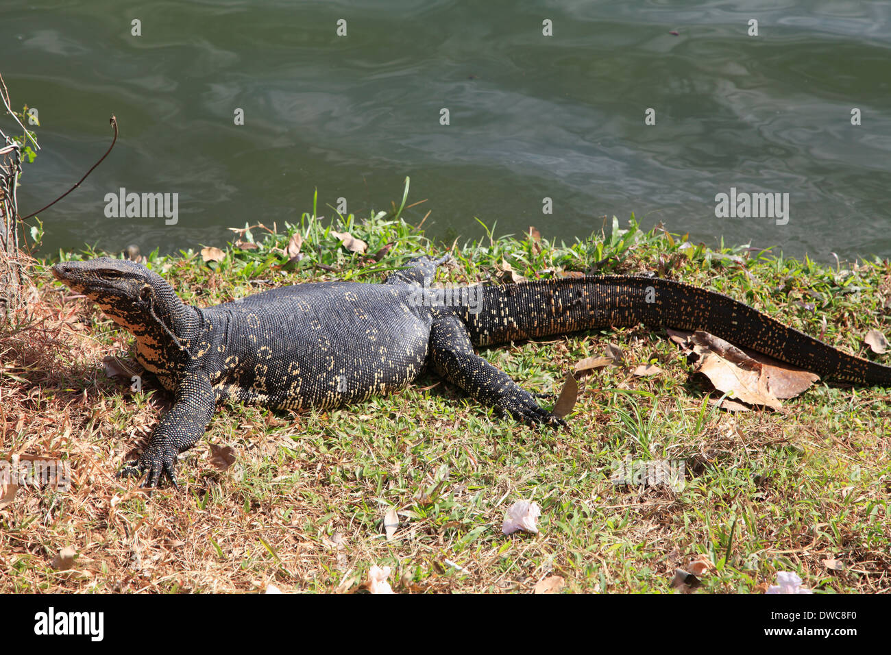 Sri Lanka; Kandy; water monitor lizard, varanus salvator, Stock Photo