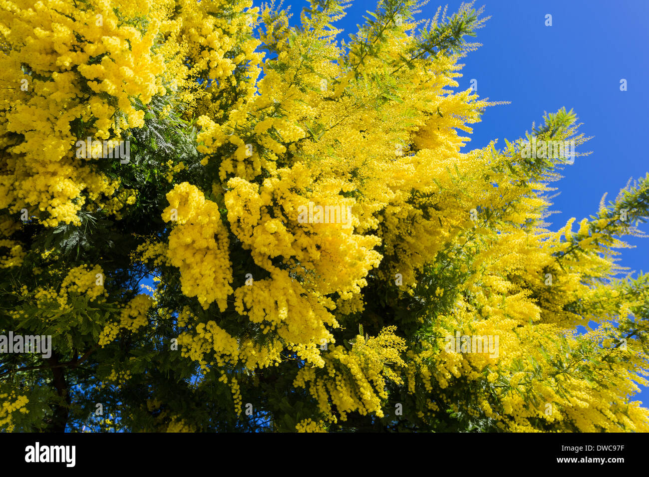 Mimosa flowers Stock Photo - Alamy