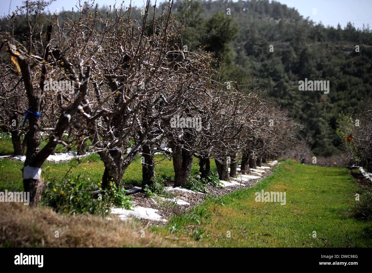 Suba, Jerusalem, Palestinian Territory. 5th Mar, 2014. Flowers and ...