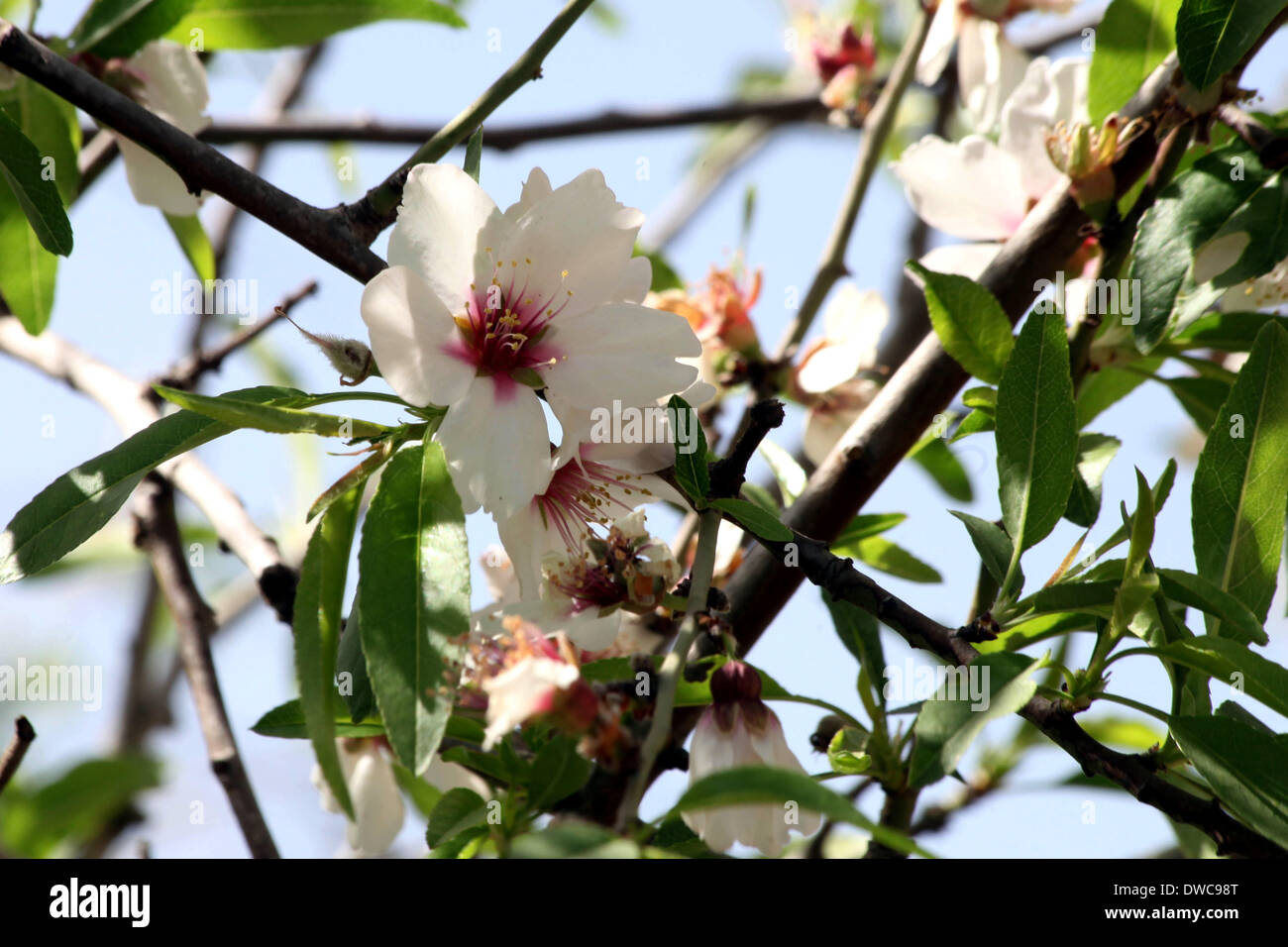 Suba, Jerusalem, Palestinian Territory. 5th Mar, 2014. Flowers and ...