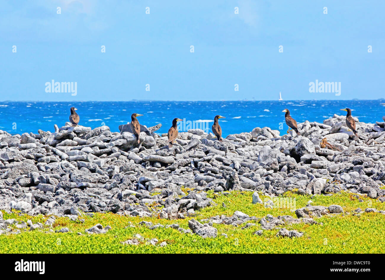 Brown Boobies (Sula leucogaster) Colony of Birds Resting on coral rocks Los Roques Nat. Park Venezuela Stock Photo