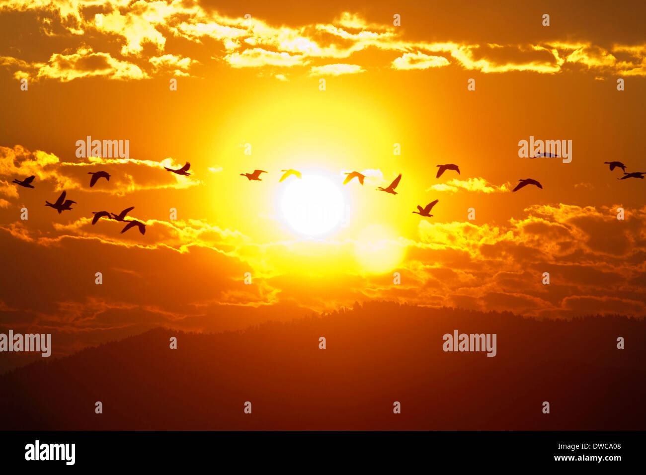 A flock of geese fly at sunrise in Boise, Idaho, USA. Stock Photo