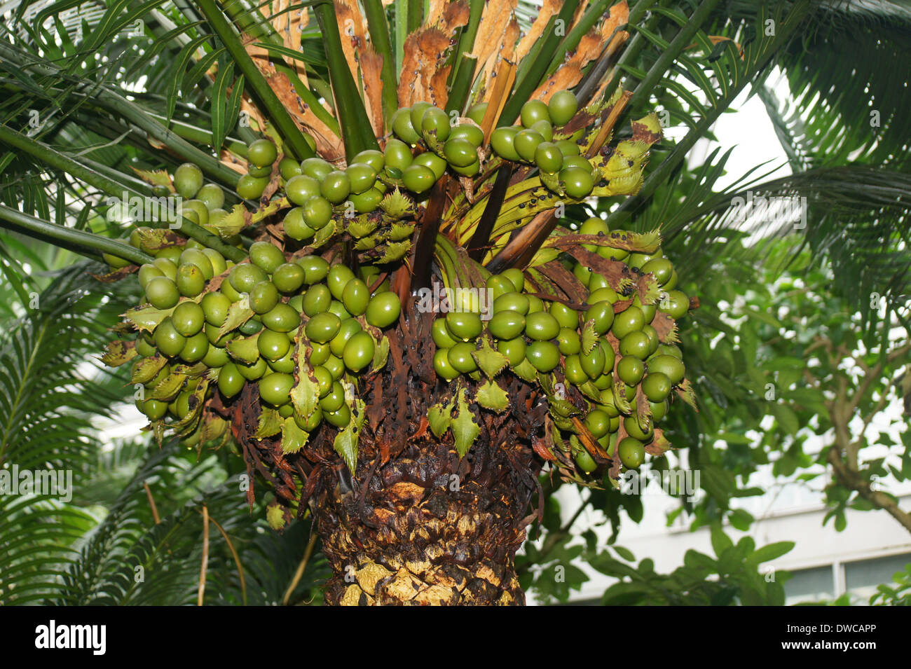 Palm garden in Frankfort/Main. A female Sago palm with many fruits. Basic food in new Guinea. - 28 February 2014. Stock Photo