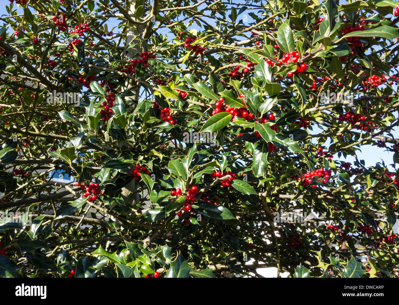 Holly tree in berry Stock Photo Alamy