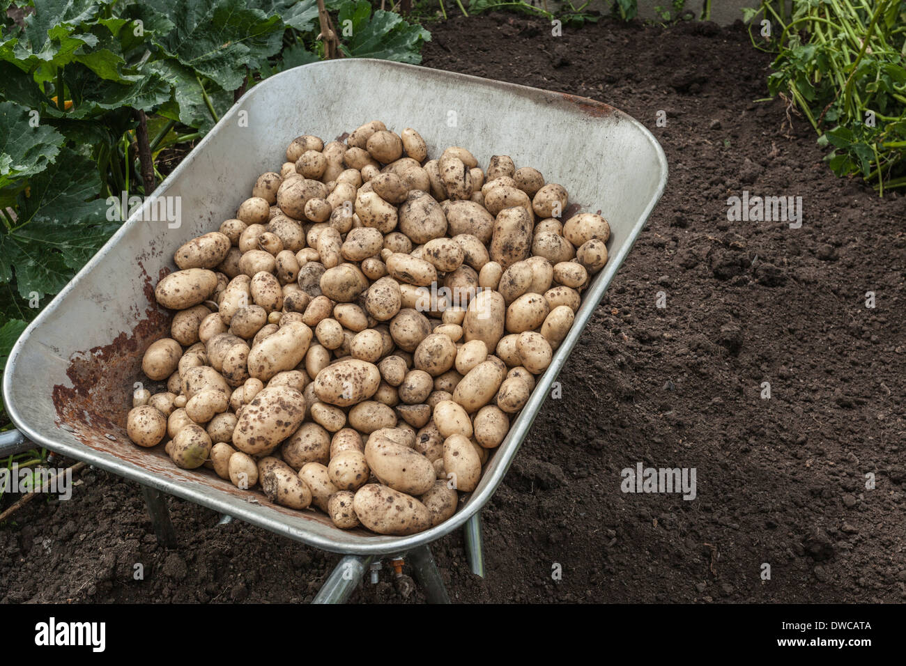Wheelbarrow full of freshly harvested potatoes Stock Photo
