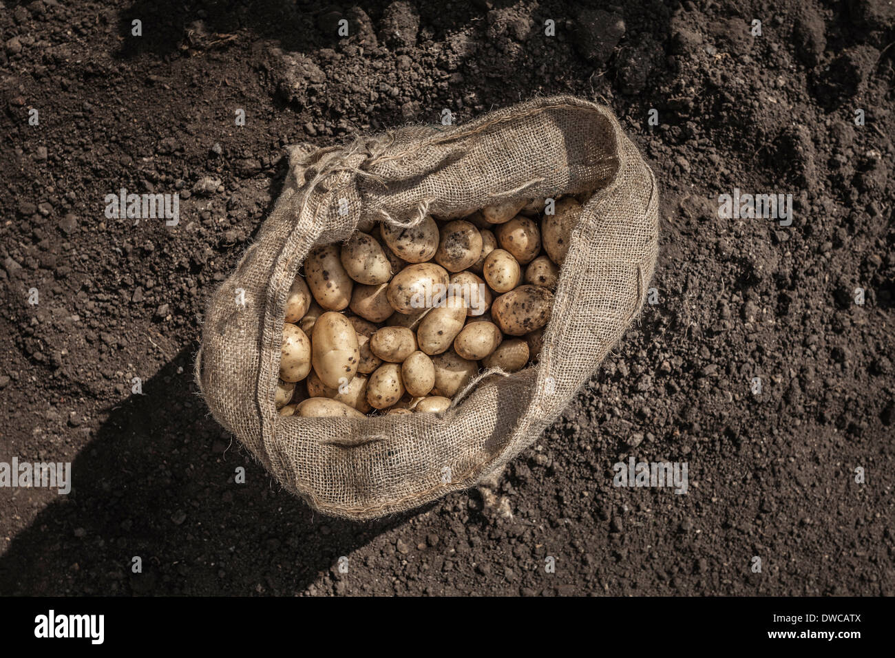 https://c8.alamy.com/comp/DWCATX/sack-of-freshly-harvested-potatoes-DWCATX.jpg