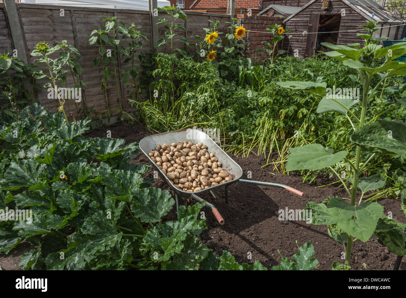 Wheelbarrow full of potatoes in garden Stock Photo