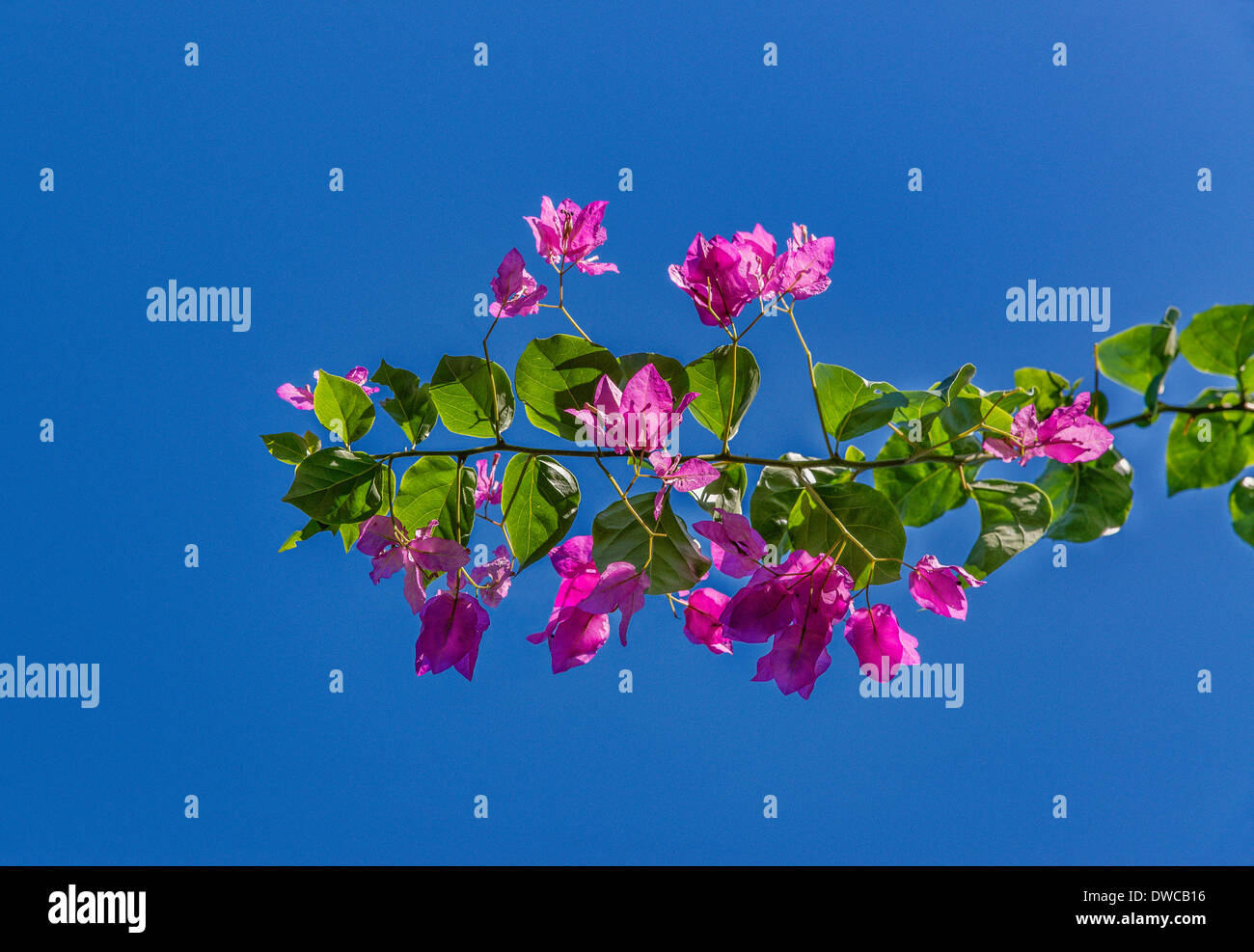 Bougainvillea in bloom. Stock Photo