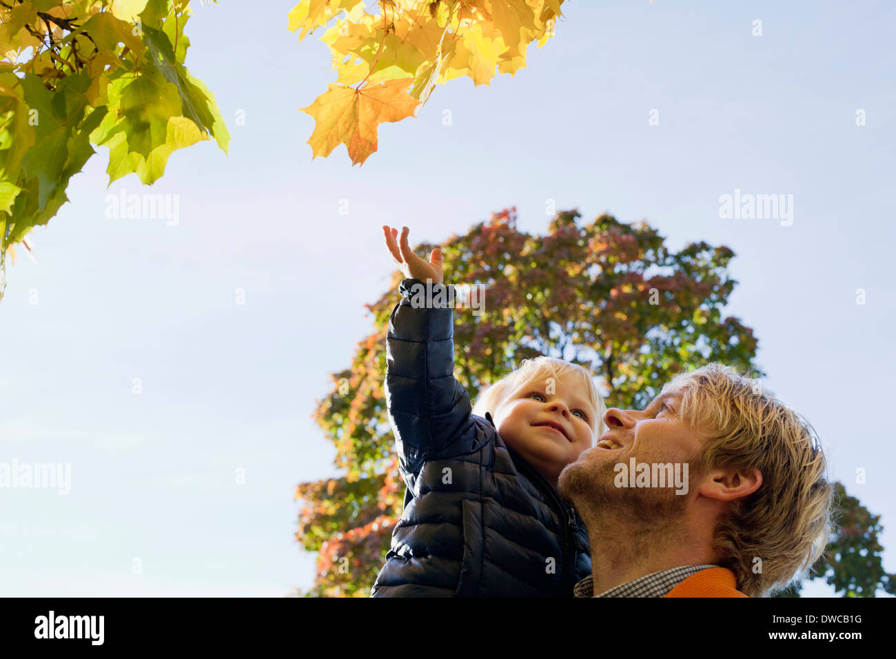 Father and son looking up at trees Stock Photo
