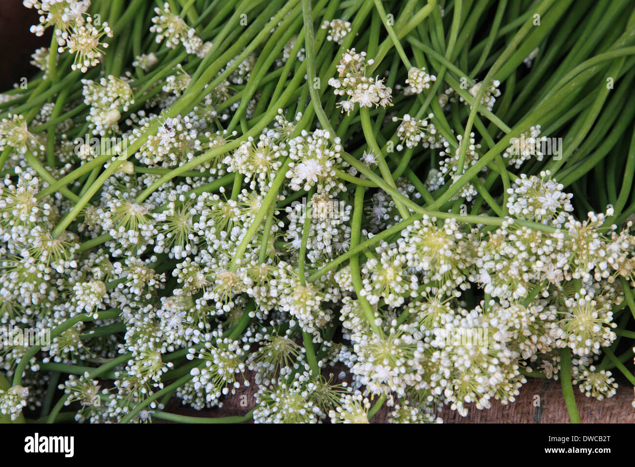 Sri Lanka; Kandy; market, garlic scapes, flowers Stock Photo Alamy