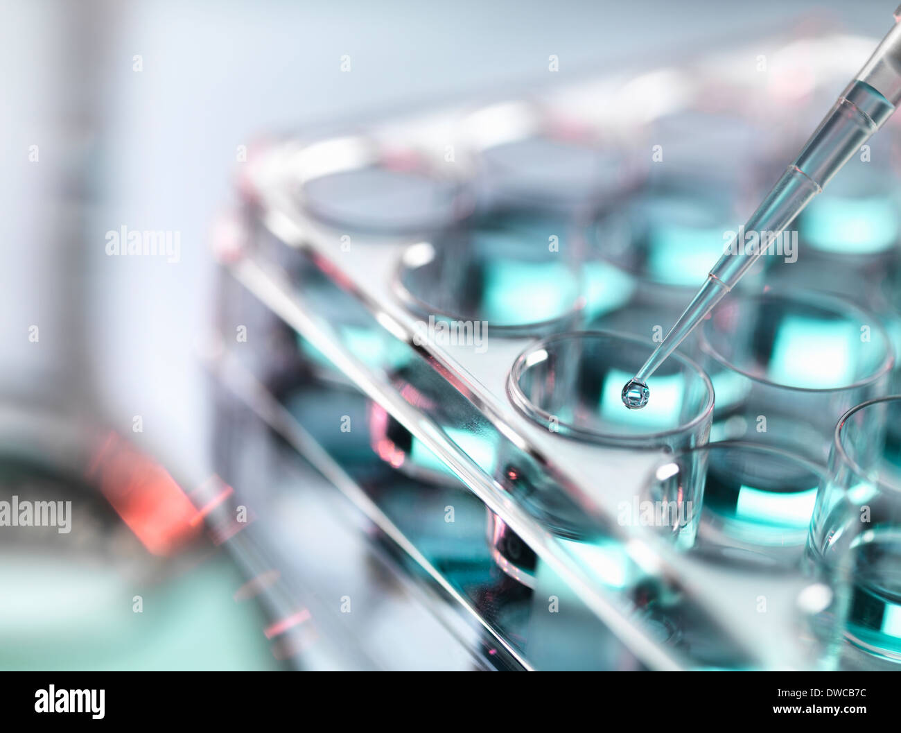 Pipetting sample into multi well tray Stock Photo