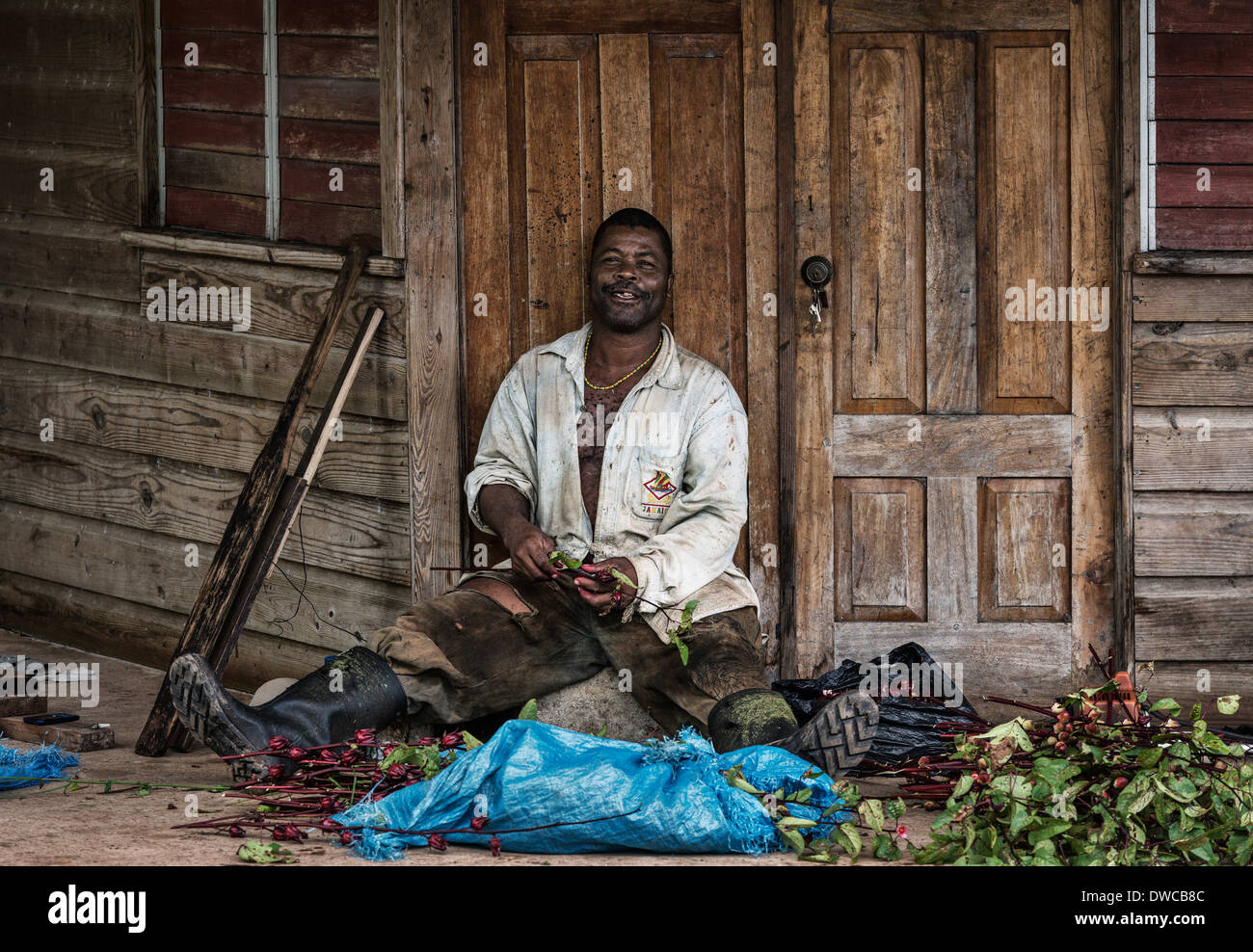 Jamaican farmer seperates the flowers from the harvested sorrel plants which be used to make the sorrel beverage. Stock Photo