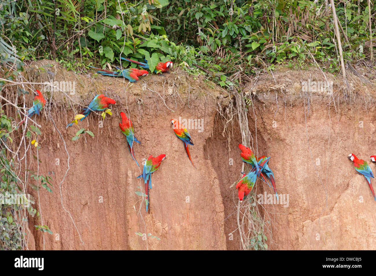 macaws at a clay lick at Tambopata National Reserve, Peru, Amazon Area, South America Stock Photo