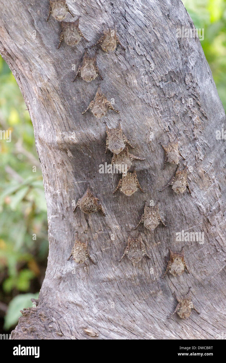 bats on a tree trunk, Tambopata National Reserve, Peru, Amazon Area, South America Stock Photo