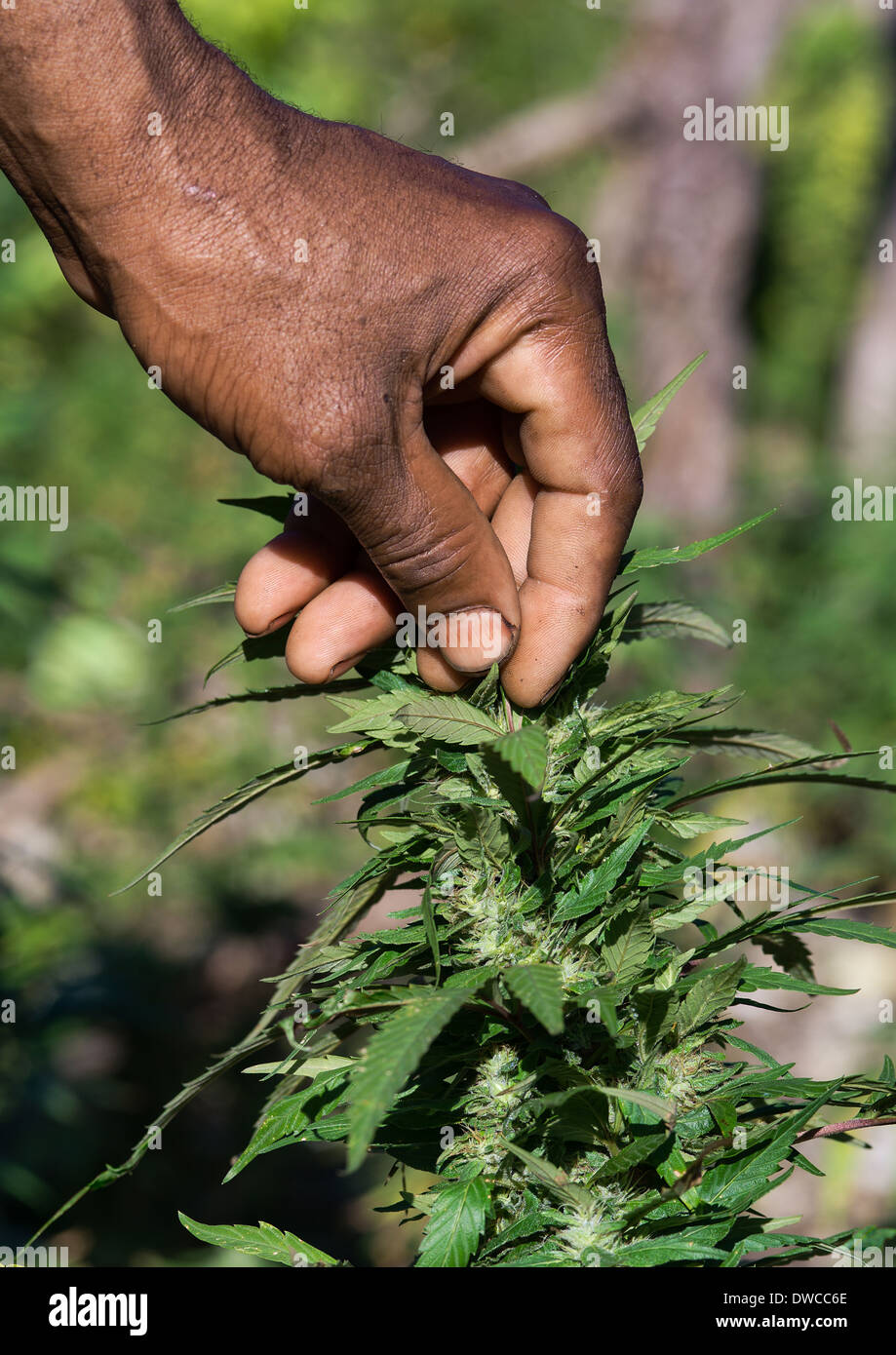 Ganja hi-res stock photography and images - Alamy