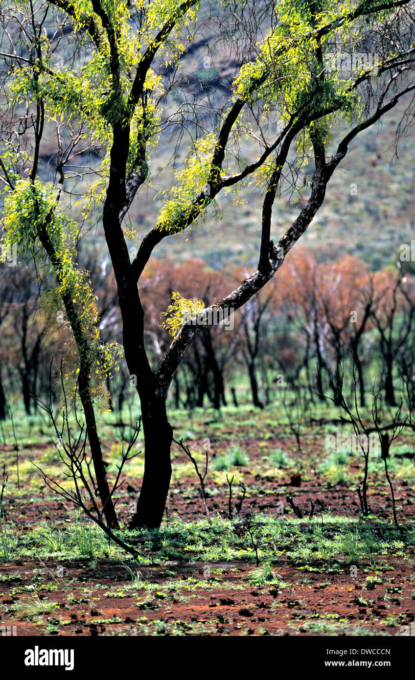 Eucalyptus Gum Tree recovering 6 months after fire, Pilbara, Northwest Australia Stock Photo