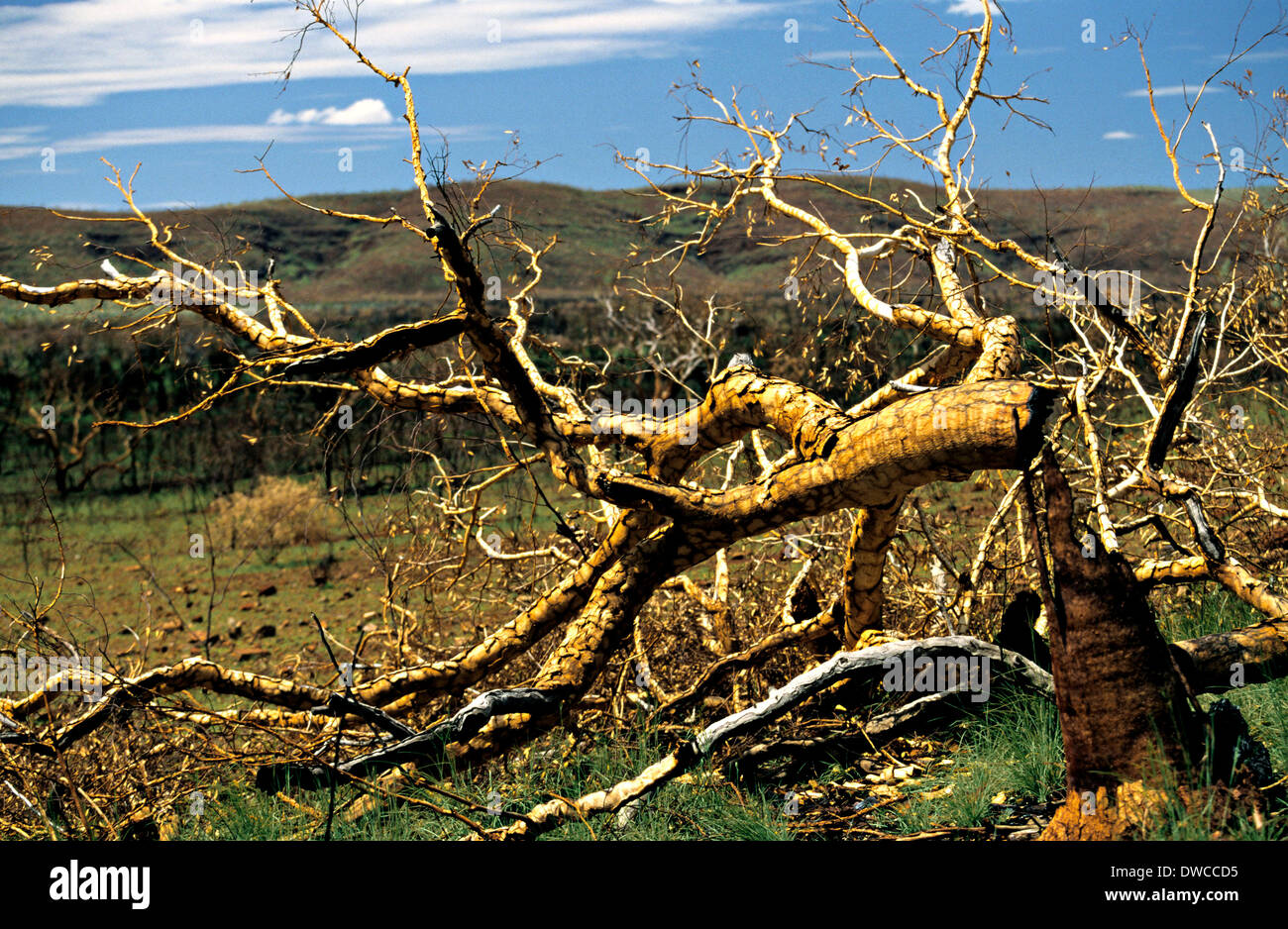 Fallen Eucalyptus Gum Tree 6 months after fire, Pilbara, Northwest Australia Stock Photo