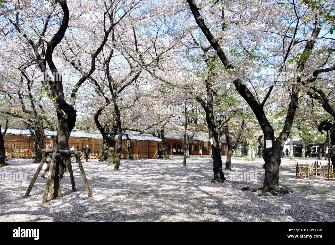 Hanami, cherry tree blossom at Yasukuni shrine,  Tokyo, Japan Stock Photo