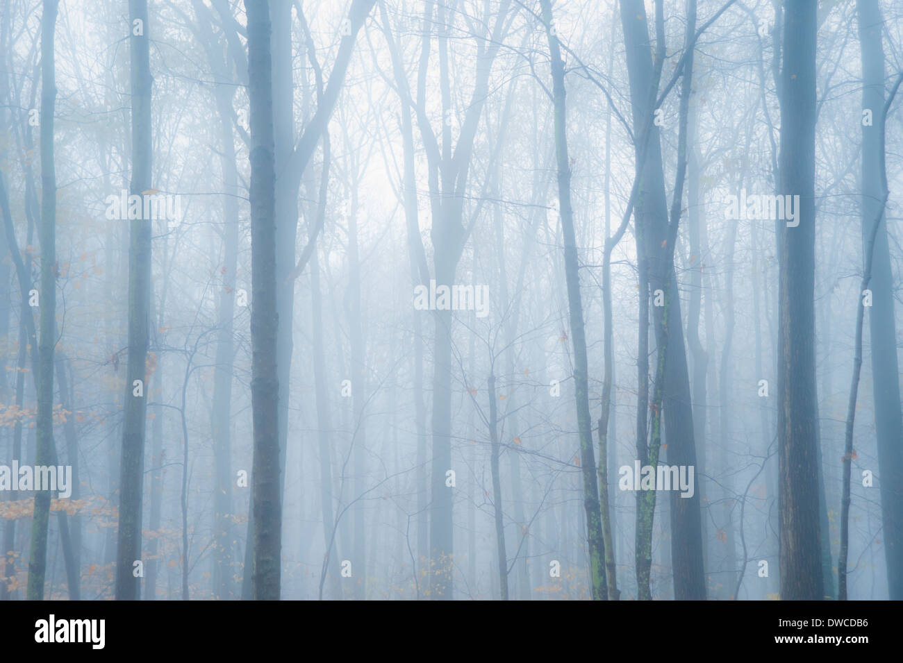 Moody mist decends on forest trees. Stock Photo
