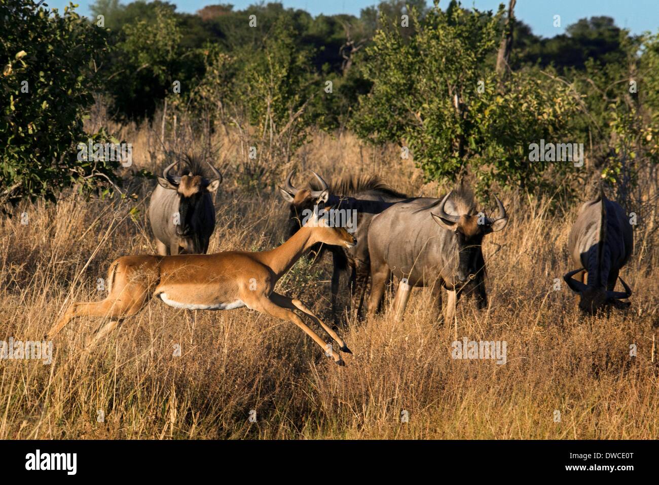 Gazelle Jumping High Resolution Stock Photography and Images - Alamy