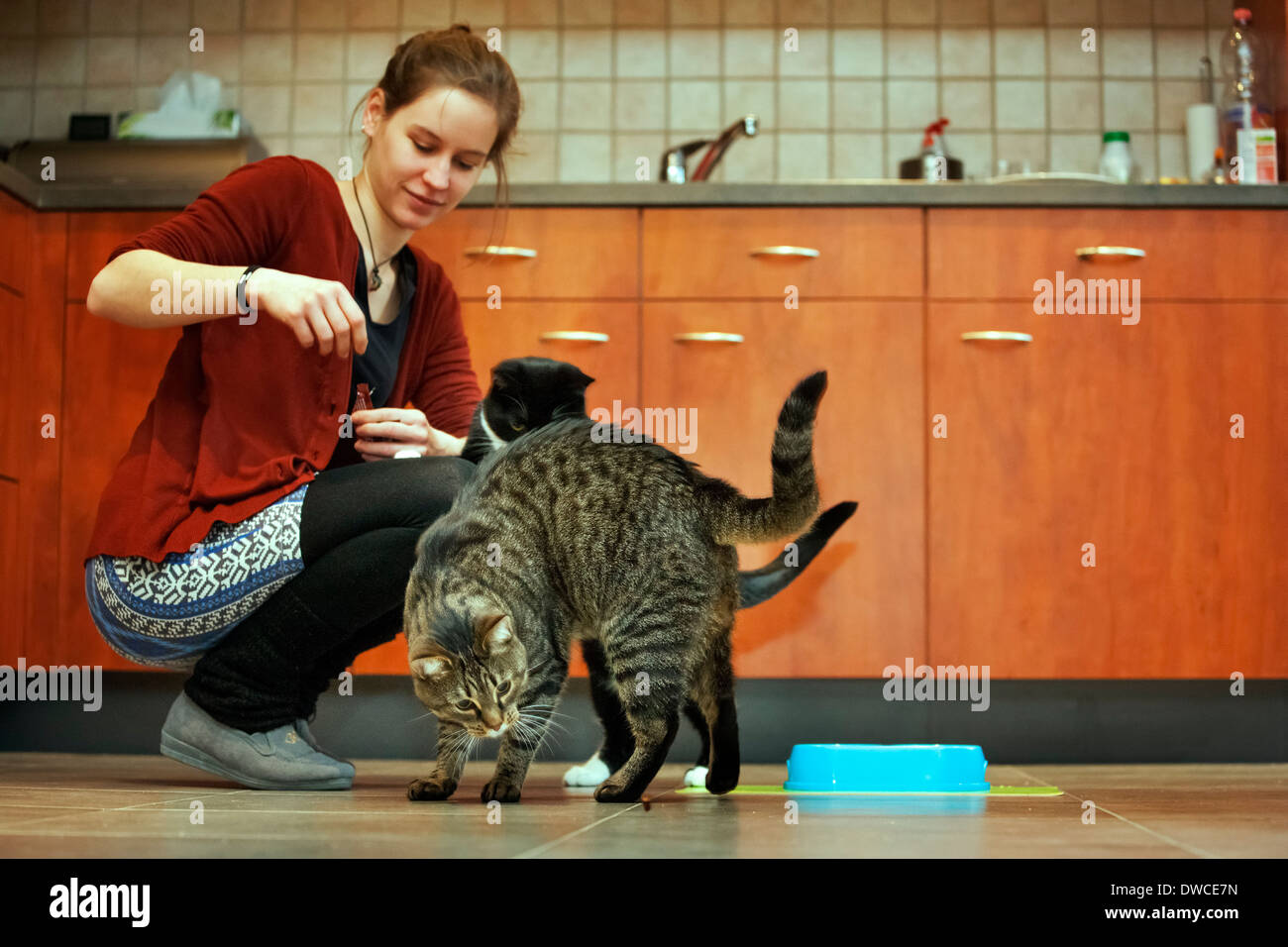 Two domestic cats being fed by girl in kitchen Stock Photo